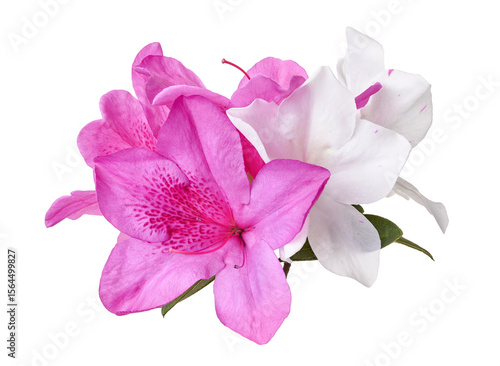 Azaleas flowers with leaves, Pink and White flowers isolated on white background with clipping path 