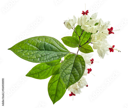 Bleeding glory bower flower, Bleeding heart vine with green leaves, isolated on white background with clipping path 