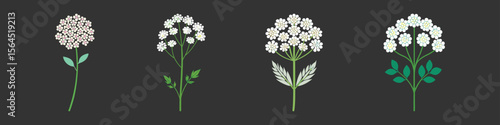 Yarrow Flower Flat Style Botanical Vector Illustration