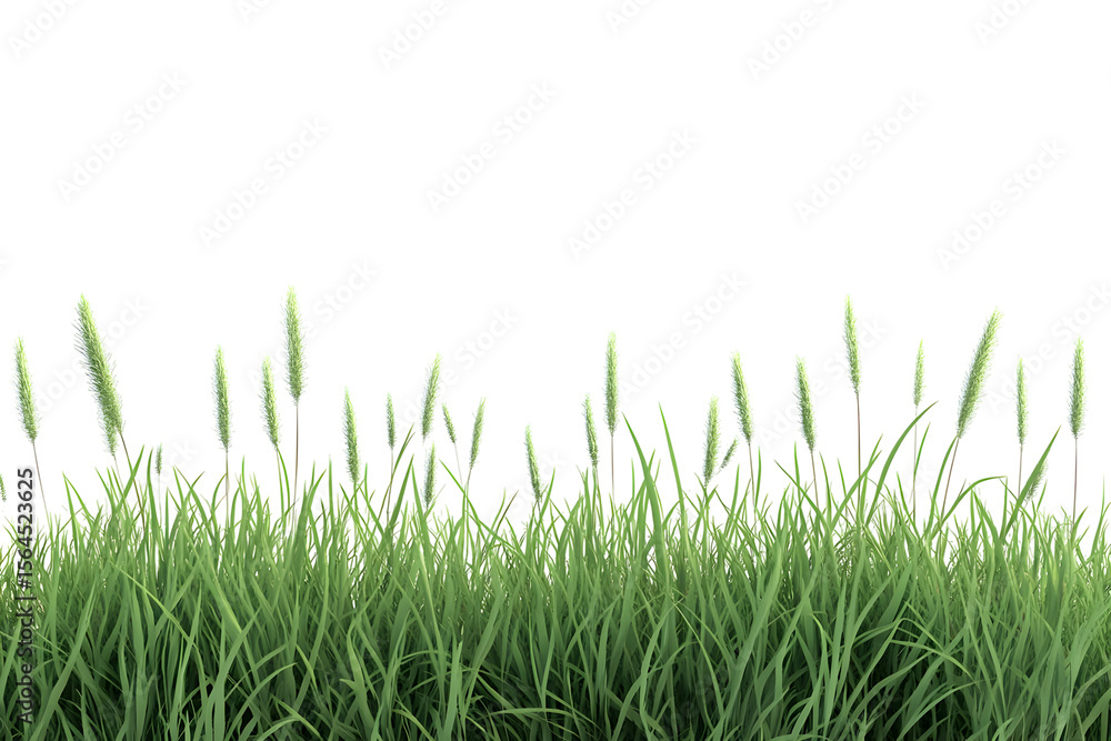 Fototapeta premium Lush green grass with white flowering tops against a stark black background