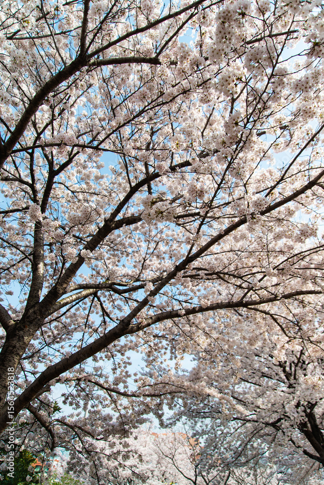 cherry blossoms in the park cherry blossoms in the park
