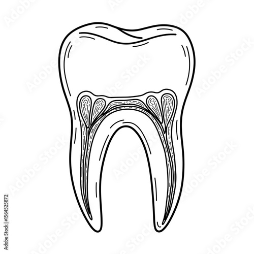 Anatomical illustration of a tooth showing internal structure  