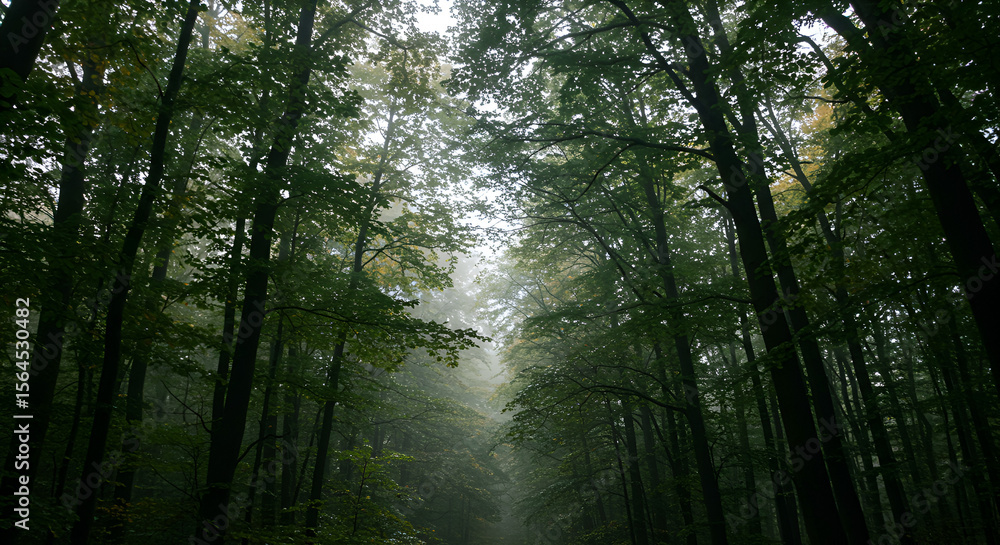 Obraz premium Dense forest canopy, misty pathway