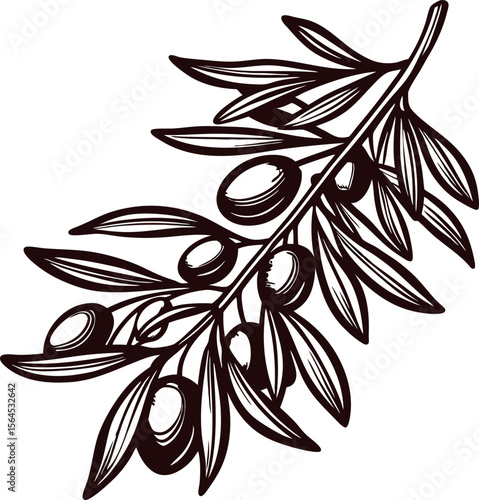 Hand drawn black olive branch with leaves and fruits isolated on white background vintage engraved botanical illustration