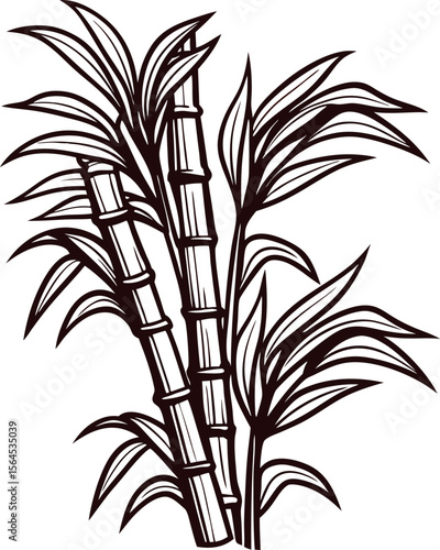 Vintage hand drawn sugarcane plant illustration with stalks and leaves in engraved botanical on white background