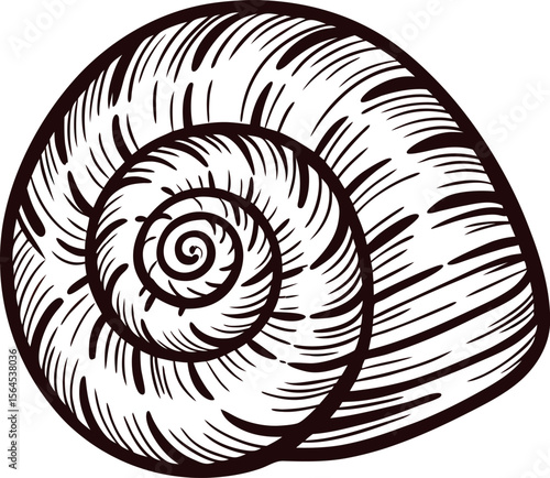 Hand drawn spiral snail shell illustration with vintage engraved lines isolated on white background