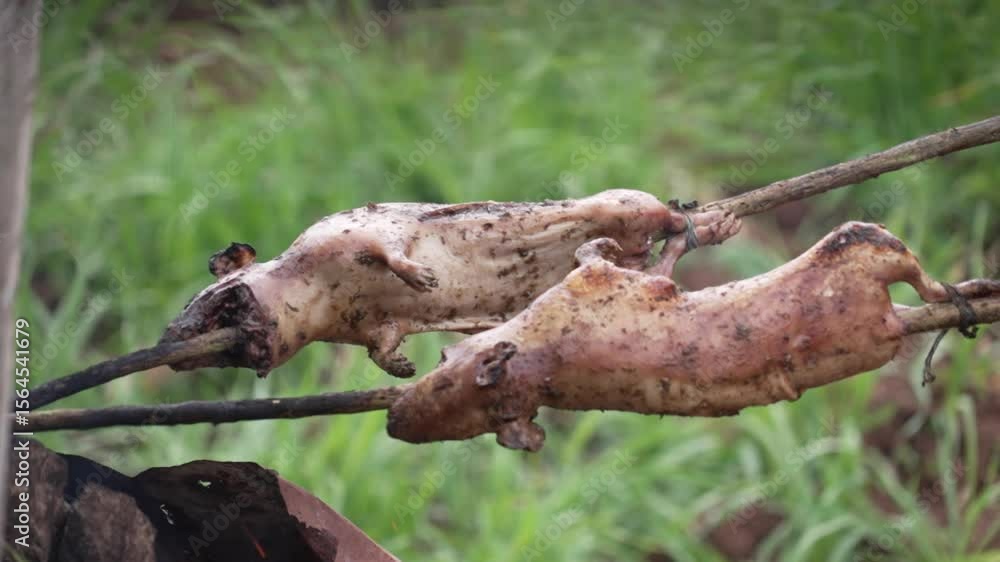 Guinea pigs being grilled on skewers over a fire Guinea pigs being grilled on skewers over a fire