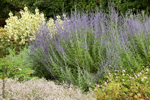 Russian sage (Perovskia atriplicifolia) and Yucca filamentosa.