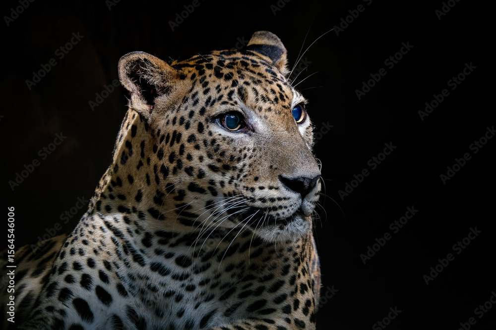 Fototapeta premium A close-up portrait of mesmerizing leopard