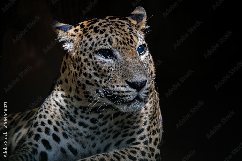 Fototapeta premium A close-up portrait of mesmerizing leopard