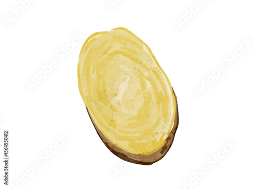 水彩で描いたジャガイモ輪切の料理食材の水彩ベクターイラスト素材	