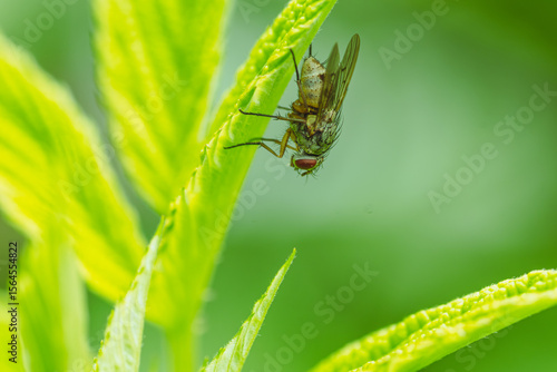 A small fly is resting on a vibrant green leaf surrounded by fresh foliage The sunlight creates a soft focus highlighting the details of the insect and the lush surroundings