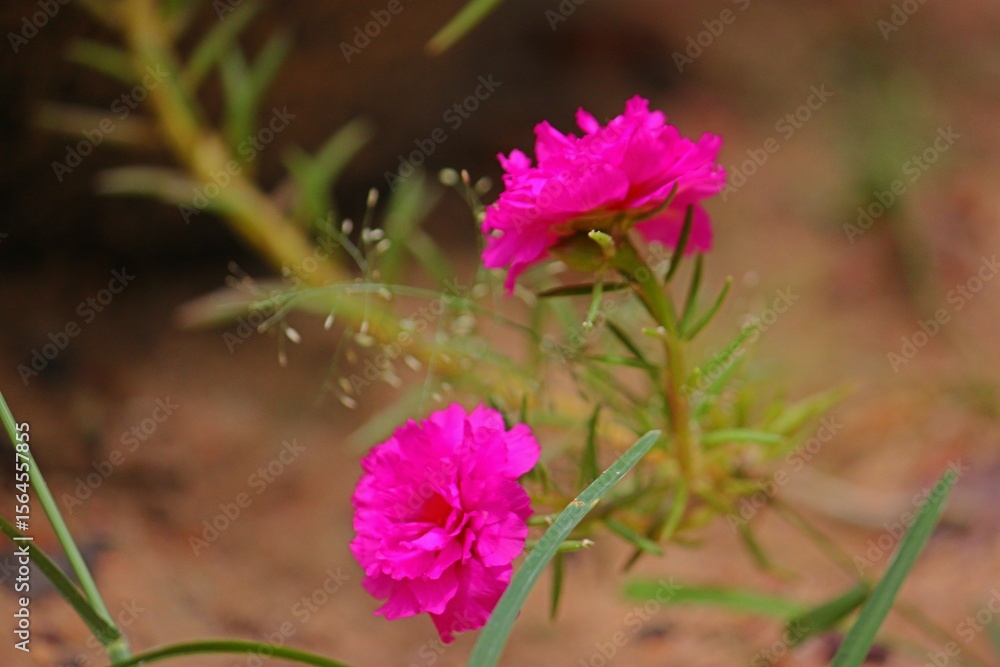 Two vivid pink Portulaca flowers blooming close to the ground, surrounded by slender green leaves and natural earth tones. Two vivid pink Portulaca flowers blooming close to the ground, surrounded by slender green leaves and natural earth tones.