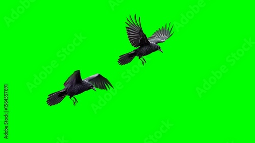 Two crows flies, isolated on green screen, chroma key, footage, mockup, loop