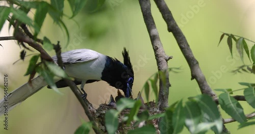 Asian Paradise flycatcher feeding its cub. 
