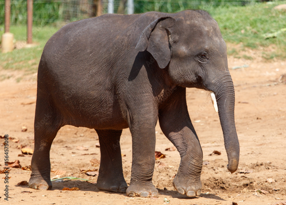 Fototapeta premium A baby elephant walking in a dirt field