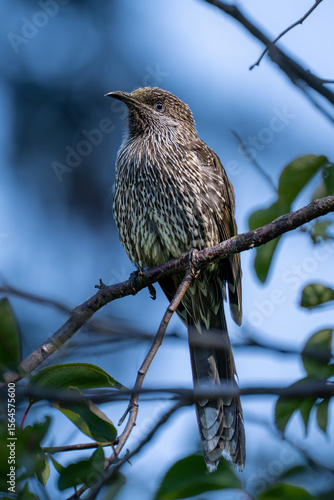 A little wattlebird perched on a branch, showing off its speckled chest and curious gaze, surrounded by natural foliage and soft light.