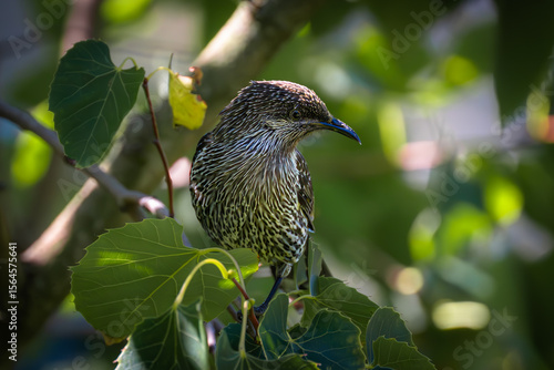 A little wattlebird perched on a branch, showing off its speckled chest and curious gaze, surrounded by natural foliage and soft light.