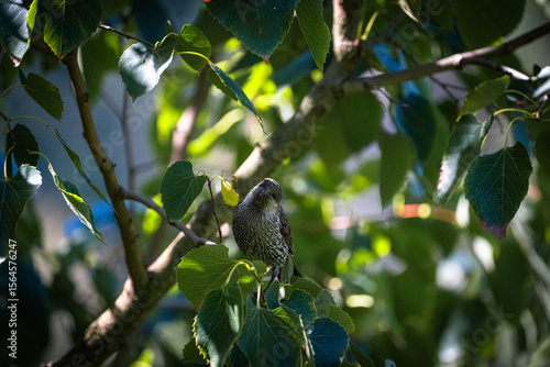 A little wattlebird perched on a branch, showing off its speckled chest and curious gaze, surrounded by natural foliage and soft light.