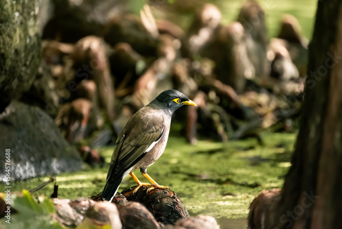 A Common Myna with vivid yellow eye skin and beak standing on gnarled tree roots in a lush wetland habitat.