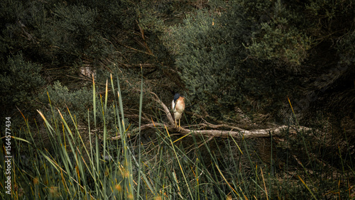A Nankeen Night Heron roosting among tangled forest branches, its rich chestnut and cream plumage blending with the surroundings.