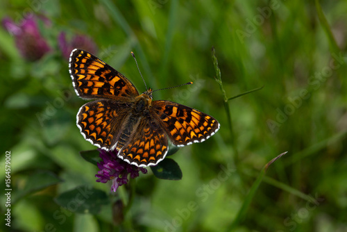 Obraz na płótnie knapweed fritillary (Melitaea phoebe) perching with open wings on a violet bloss