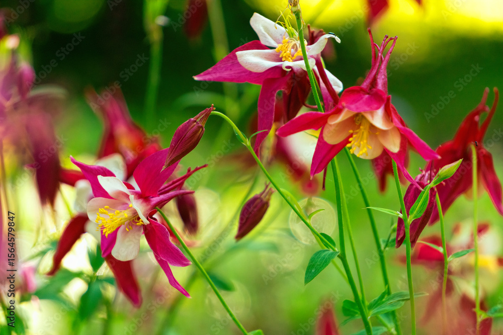Fototapeta premium Beautiful red columbine flowers in the garden 