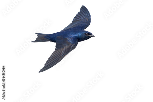 An adult male purple martin (Progne subis) in flight.