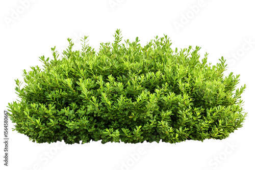Isolated lush green boxwood shrub against a plain dark backdrop showcasing intricate details
