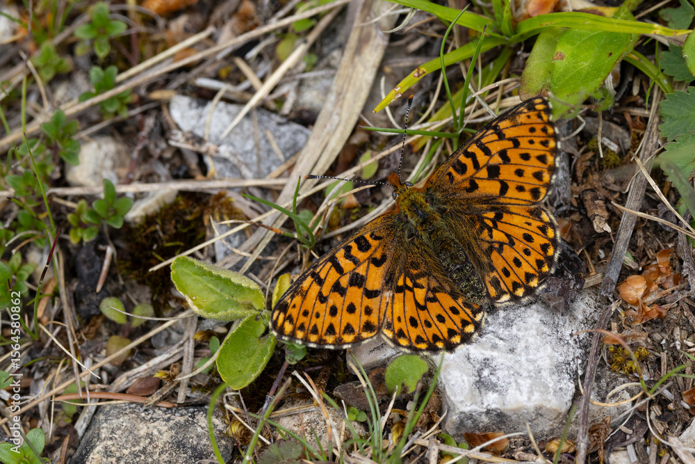 Obraz premium pearl-bordered fritillary (Boloria euphrosyne) perching with open wings on ground