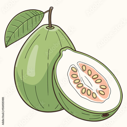 A vibrant vector illustration of a sweet, juicy ripe melon isolated on a white background