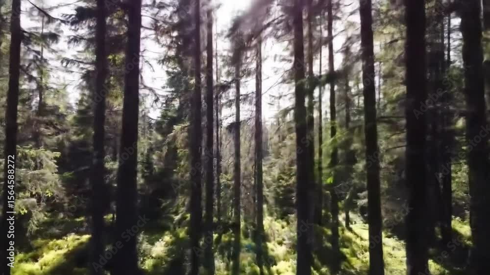 Pine forest shadows, sunlight breaking through tall pine trees in quiet forest perfect for eco storytelling peaceful hiking visuals and relaxing nature background footage Pine forest shadows, sunlight breaking through tall pine trees in quiet forest perfect for eco storytelling peaceful hiking visuals and relaxing nature background footage