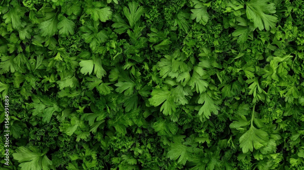 Obraz premium Vibrant Green Parsley: A Lush Texture
