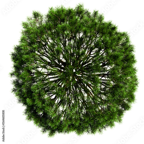 mountain pine in the form of a pillow