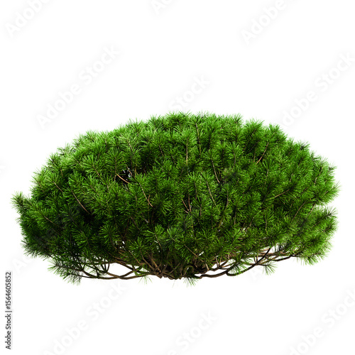 mountain pine in the form of a pillow