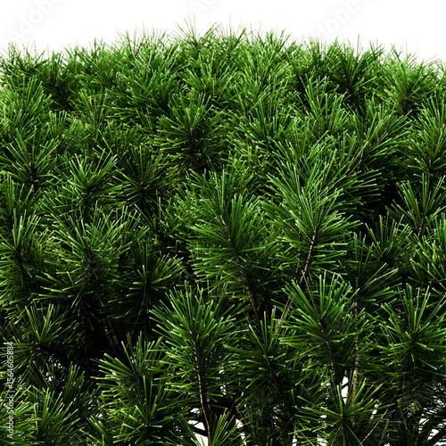 mountain pine in the form of a pillow