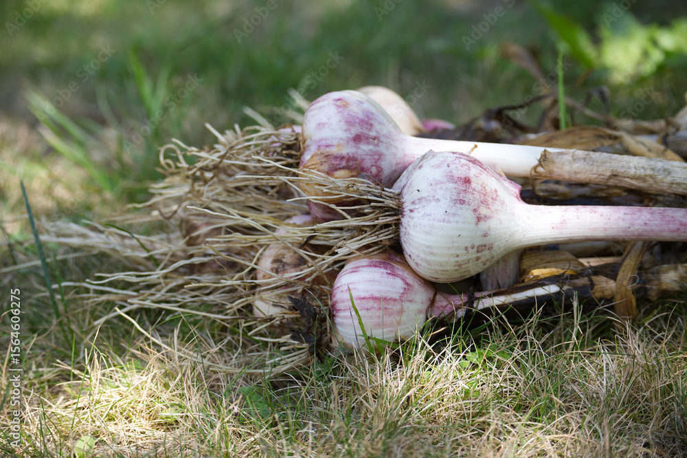 Obraz premium Freshly harvested garlic bulbs resting on a bed of green grass.