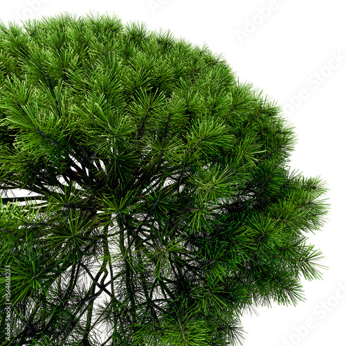 mountain pine in the form of a pillow