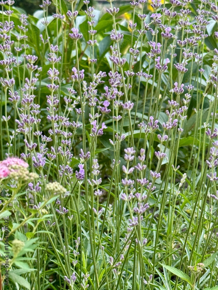 Fototapeta premium purple lavender flowers in a garden