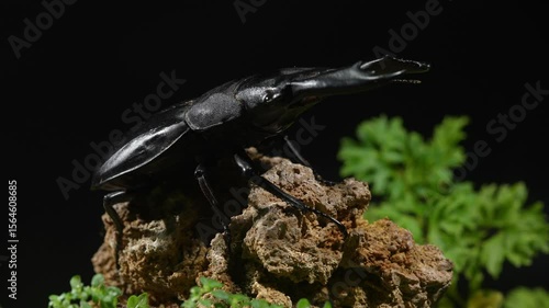 A Dorcus titanus typhon beetle on a rock staring at its prey.