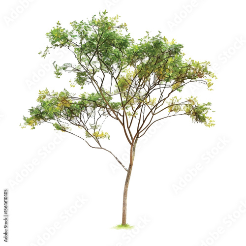 Solitary Tree with Sparse Green and Yellow Leaves Slender Trunk