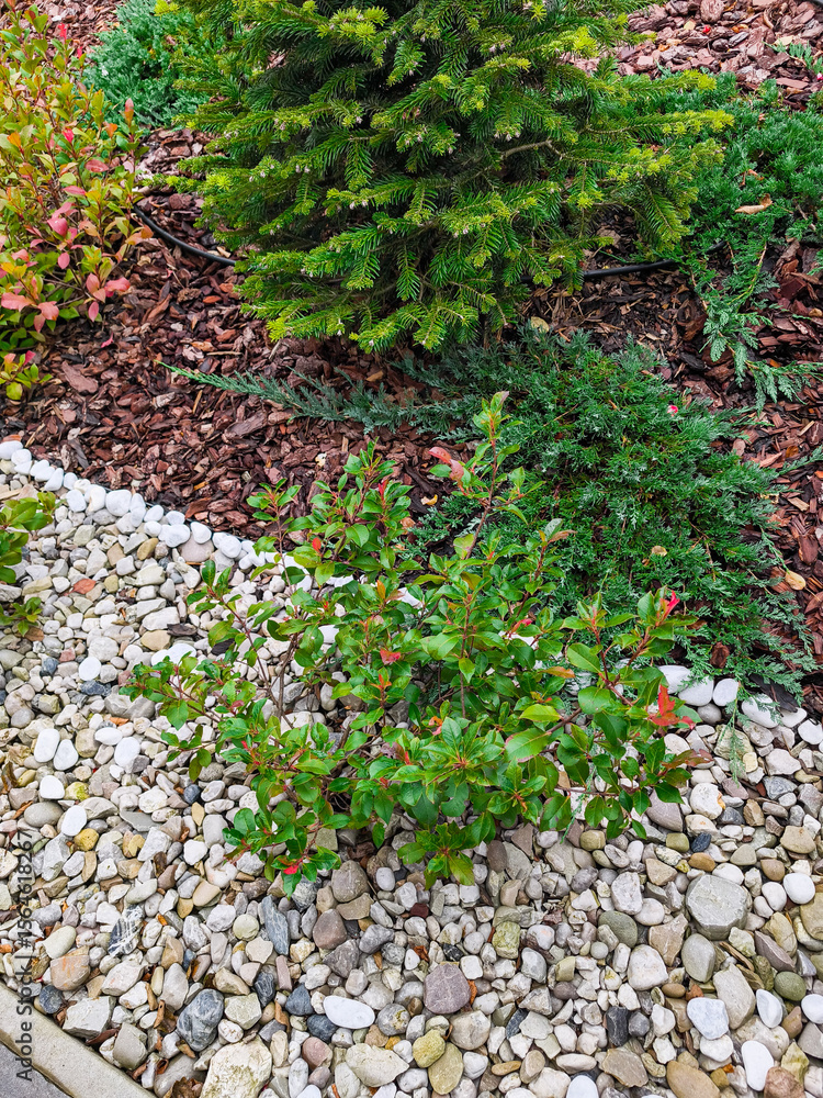 Obraz premium Ornamental plants growing in backyard garden with decorative stone and bark mulch