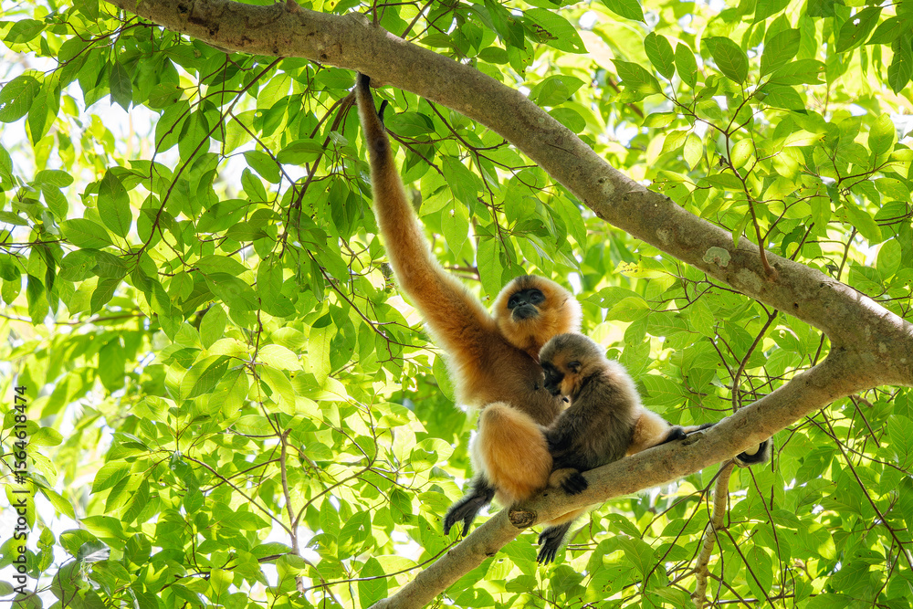 Obraz premium Southern Yellow-cheeked Crested Gibbon - Nomascus gabriellae, beautiful brown gibbon monkey from canopy of tropical forests in Southeast Asia, Vietnam.