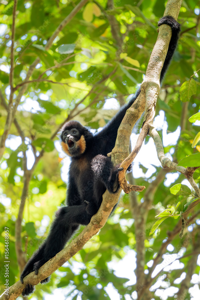 Obraz premium Southern Yellow-cheeked Crested Gibbon - Nomascus gabriellae, beautiful brown gibbon monkey from canopy of tropical forests in Southeast Asia, Vietnam.