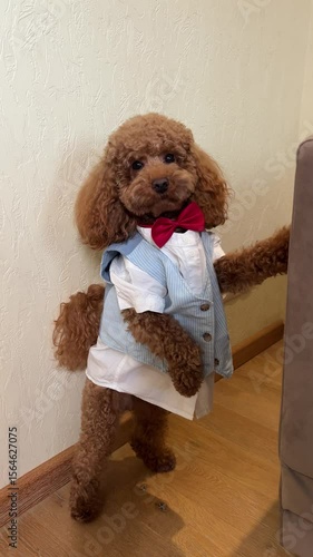 A Dapper Dog Wearing a Stylish and Trendy Outfit That Is Absolutely Charming and Adorable