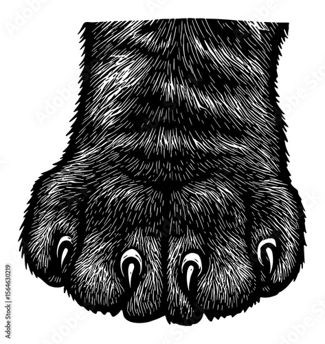 Close Up Front View of a Domestic Cat Paw with Claws Detailed Black and White Outline Line Art Drawing
