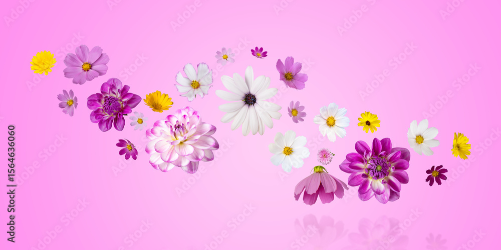 Fototapeta premium Colorful summer autumn background of flowers pink and white cosmos, dahlias, osteospermum and orange marigolds. Floral Greeting card. Happy Mother's Day greeting card, happy Easter, happy birthday