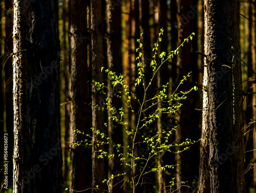 Fototapeta Naklejka Na Ścianę i Meble -  Drzewko zielone w lesie ciemnym