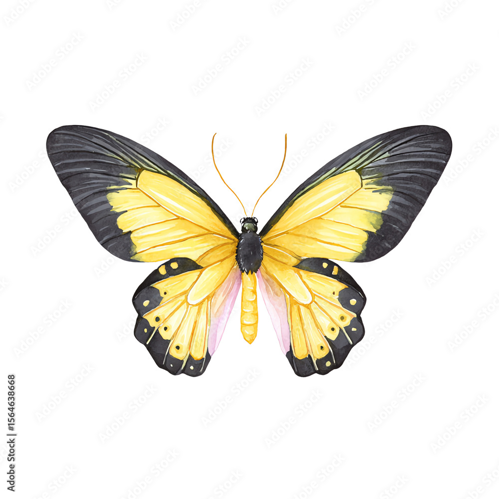 Fototapeta premium A Vibrant Yellow Butterfly with Black and Pink Accents, Poised Against a Solid Black Background