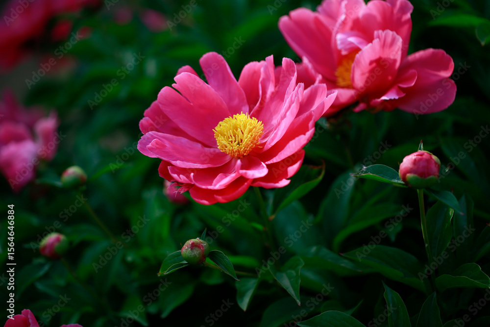 Fototapeta premium Pink blooming peony, outside shooting